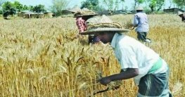 সাঘাটায় গমের বাম্পার ফলনে খুশি কৃষক সাঘাটায় গমের বাম্পার ফলনে খুশি কৃষক